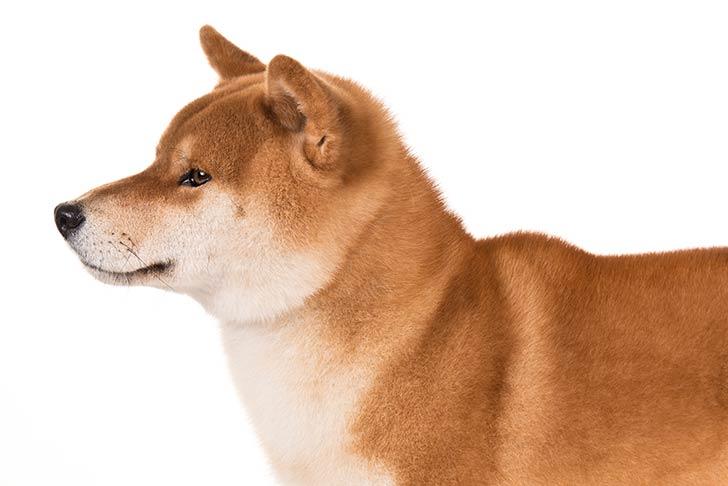 Shiba Inu Kedi Cinsi Özellikleri Petipanya