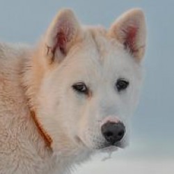 Grönland Köpeği