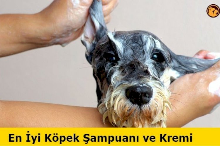 En İyi Köpek Şampuanları ve Kremleri 2020 Petipanya