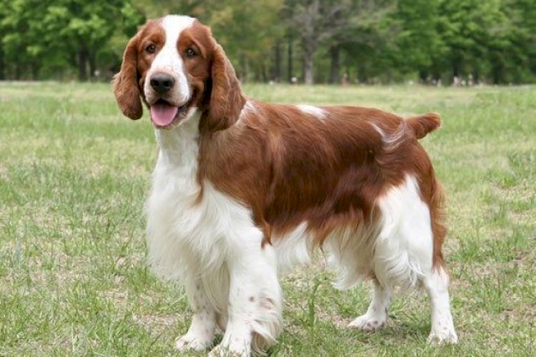 İngiliz Springer Spaniel