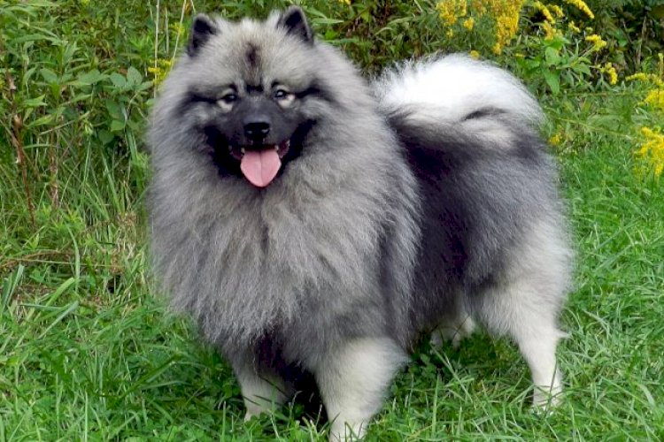 Keeshond