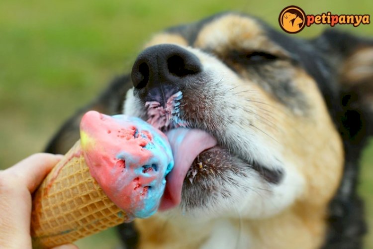 Köpekler Dondurma Yiyebilir Mi? Yerse Ne Olur? Petipanya