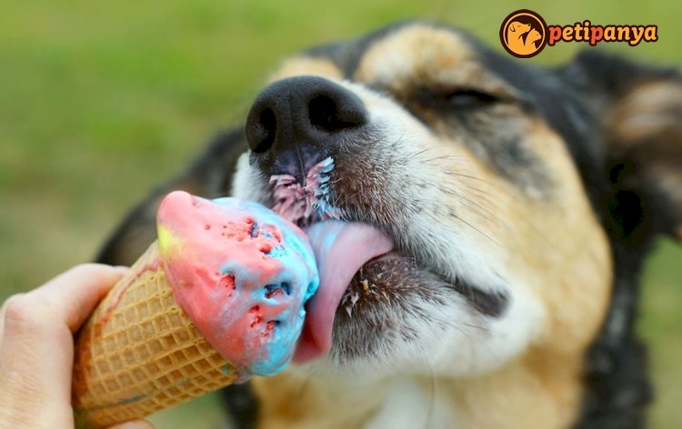 Köpekler Dondurma Yiyebilir Mi? Yerse Ne Olur?